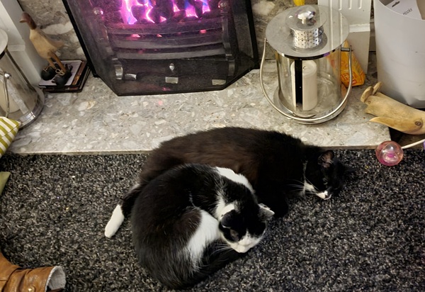 Is anyone else’s cat as neglected as mine?