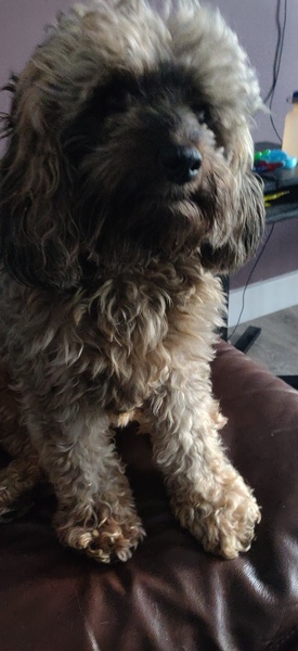 Dog on sofa - yes or no vote