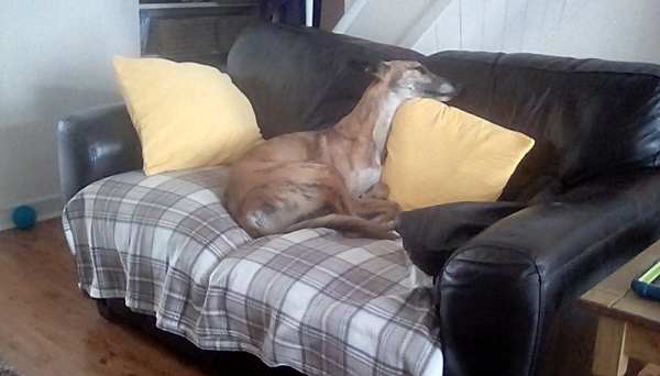 Dog on sofa - yes or no vote