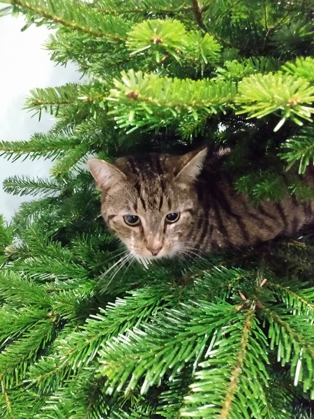 Captain V, Paws, catnip or dreamies?