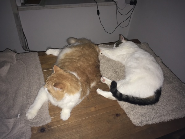 Is anyone else’s cat as neglected as mine?