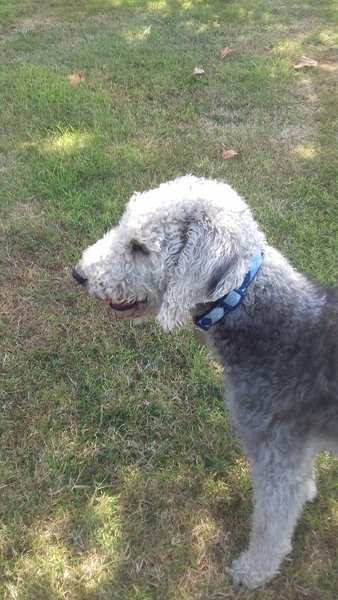 To ask you all your favourite dog breeds?