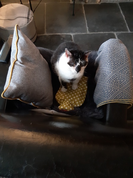 Have you ever seen a cosier cat?
