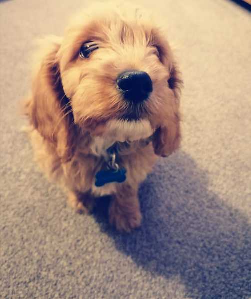 Puppy Survival Thread - December