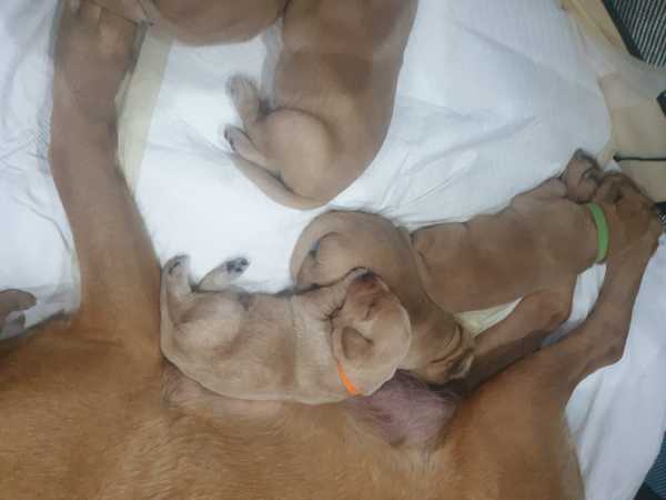 Opinions on DH choices for pup