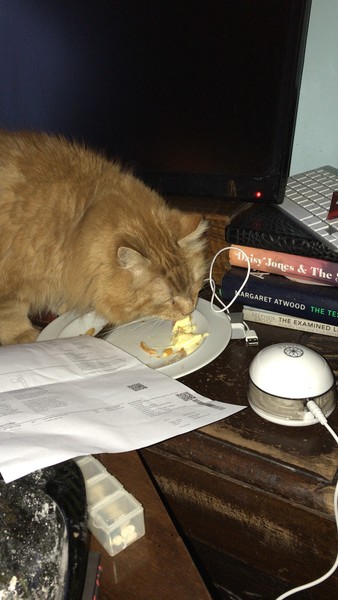 Captain V, Paws, catnip or dreamies?
