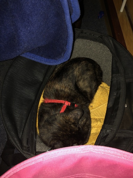 Is anyone else’s cat as neglected as mine?
