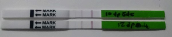 November IVF/FET