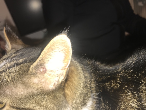 Anyone know what this is inside my cat’s ear? Picture