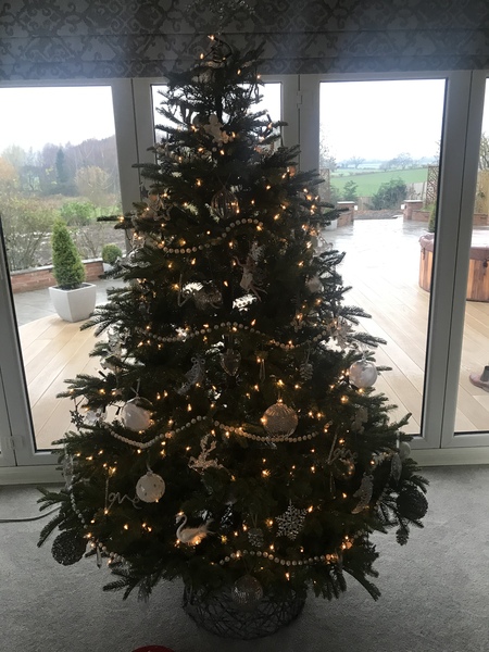Real tree Vs artificial tree? Is it a status symbol?