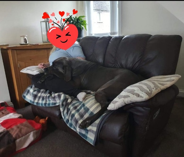 Dog on sofa - yes or no vote