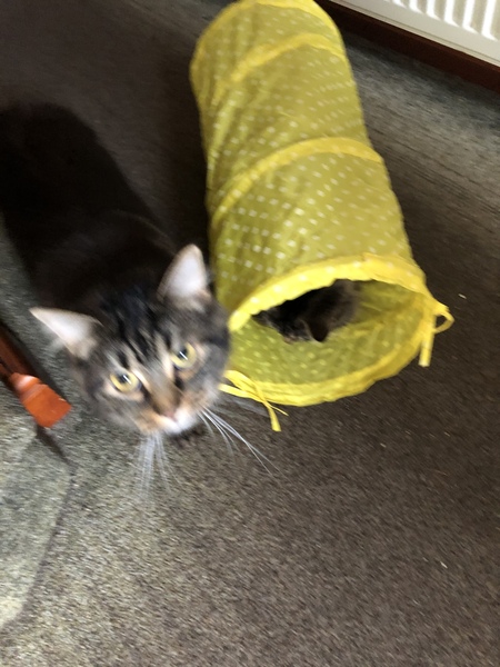 Captain V, Paws, catnip or dreamies?