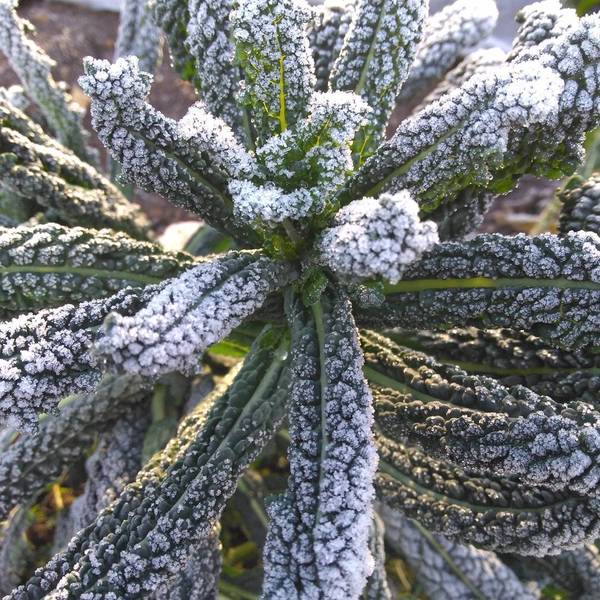 Westminstenders: Off he pops to Brussels