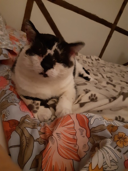 What to do with poor battered stray cat friend