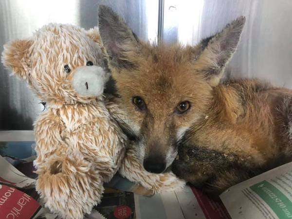AIBU to ask a stupid question about this fox cub?