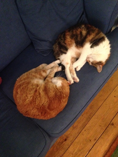 Things you didn't know about cats until you got one....