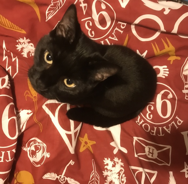 A black cat just crossed my path...