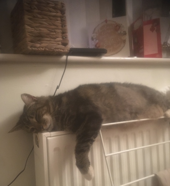 Cat chat thread we've lost count