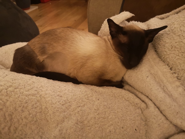 Have you ever seen a cosier cat?