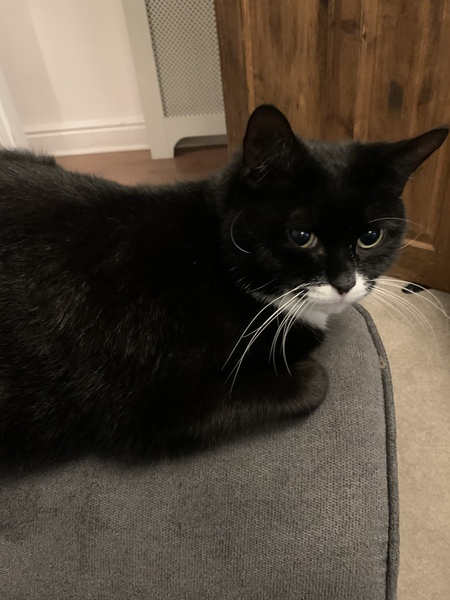 Is anyone else’s cat as neglected as mine?