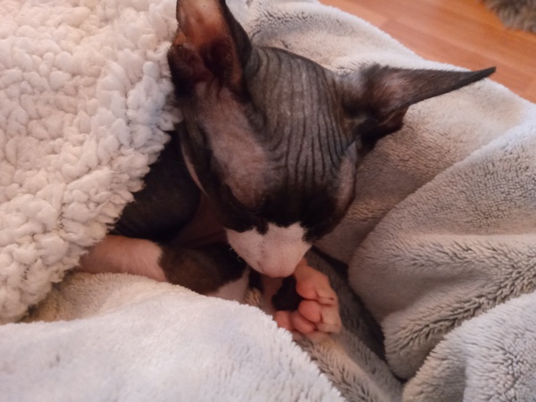 House cats - what breed?