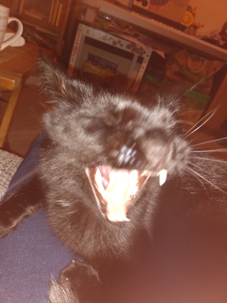 A black cat just crossed my path...
