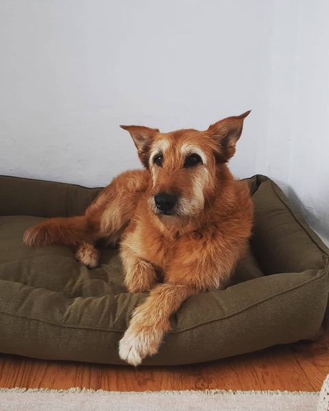 Adopting an old boy - am I crazy?