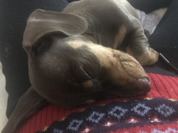 What's in your lap right now?