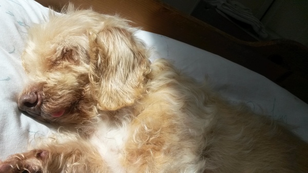 aibu to not understand why dog owners let their dogs sleep with them in bed?