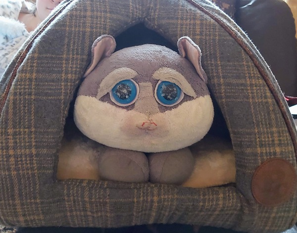Do your cats have a cat bed?