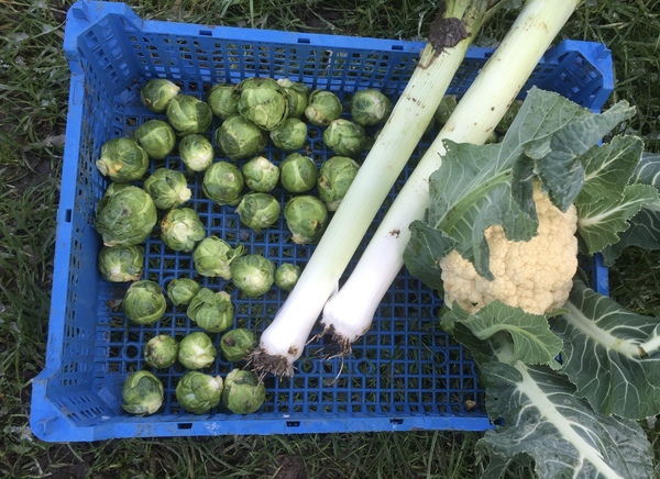 Allotment/Veg Patch Thread 16  Weather weirdness prevails !