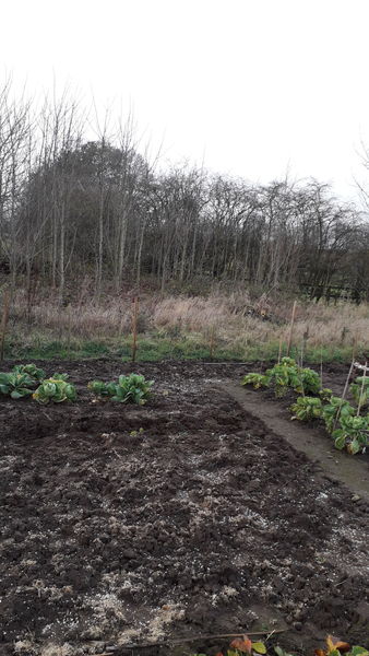 Allotment/Veg Patch Thread 16  Weather weirdness prevails !