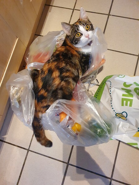 My cat just wants to be in cold places!