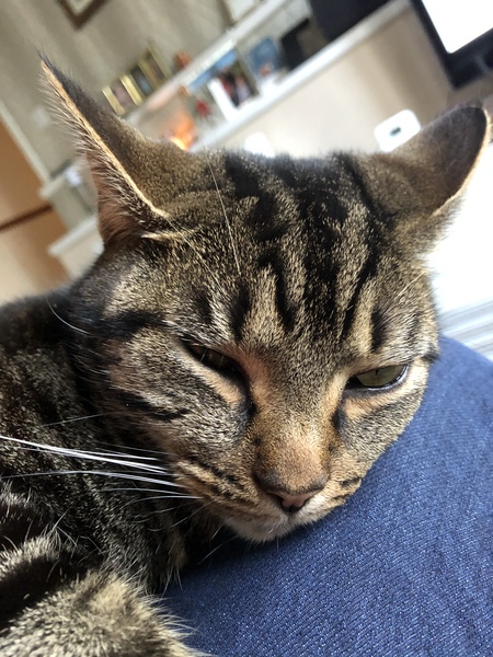 Cat chat thread we've lost count