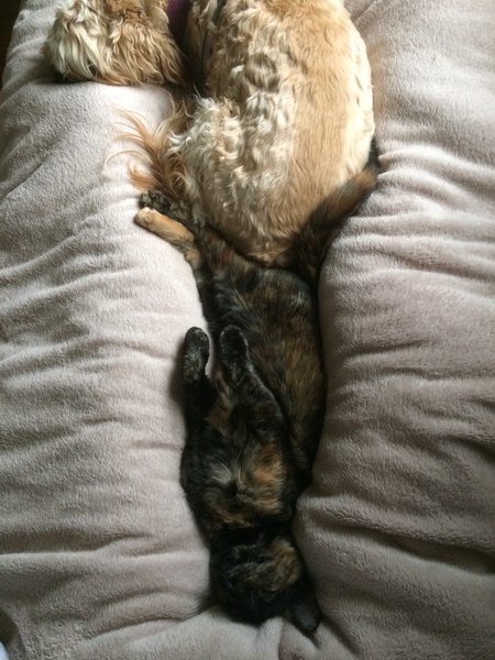Have you ever seen a cosier cat?
