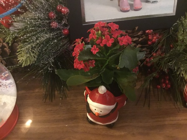 Flowers in Christmas list