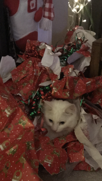 Bastard Cat has been at the raw pigs in blankets