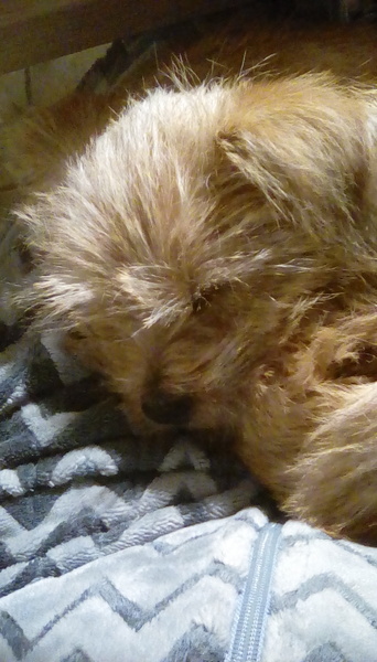 What's in your lap right now?