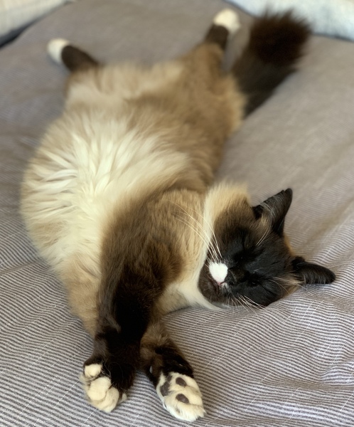 Things you didn't know about cats until you got one....