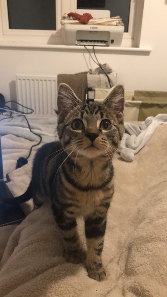 Kitten won’t stop licking me & I’m ill (with Covid)