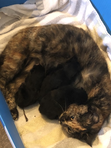 How it started vs How it's going - the kitten to cat version