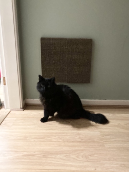 Captain V, Paws, catnip or dreamies?