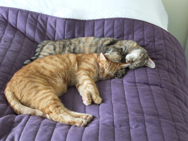 To ask why people think you should have two cats together...