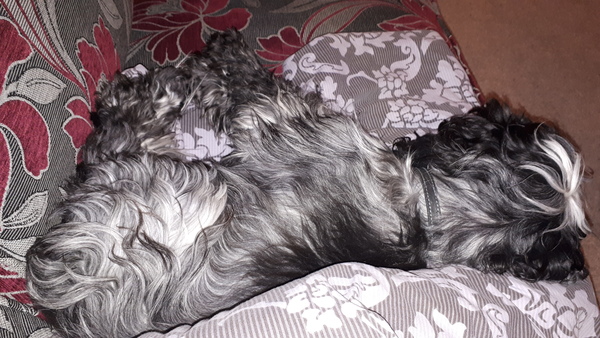 My dog is the best dog