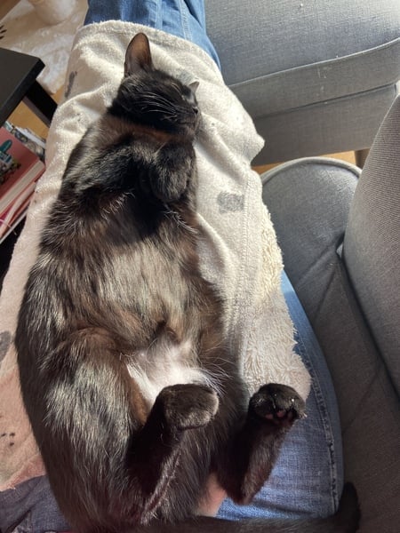 Have you ever seen a cosier cat?
