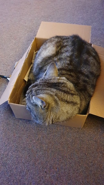 Do your cats have a cat bed?