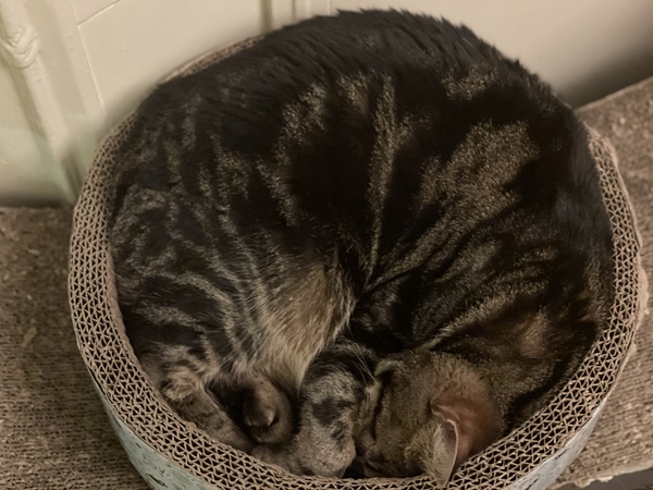Have you ever seen a cosier cat?