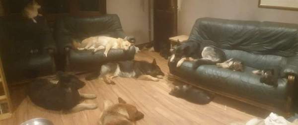 Dog on sofa - yes or no vote