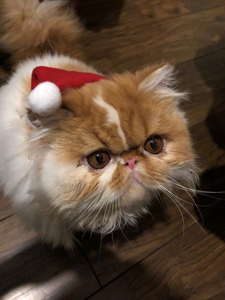 Christmas Wishes from Leo