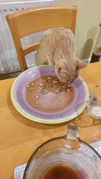 Is anyone else’s cat as neglected as mine?